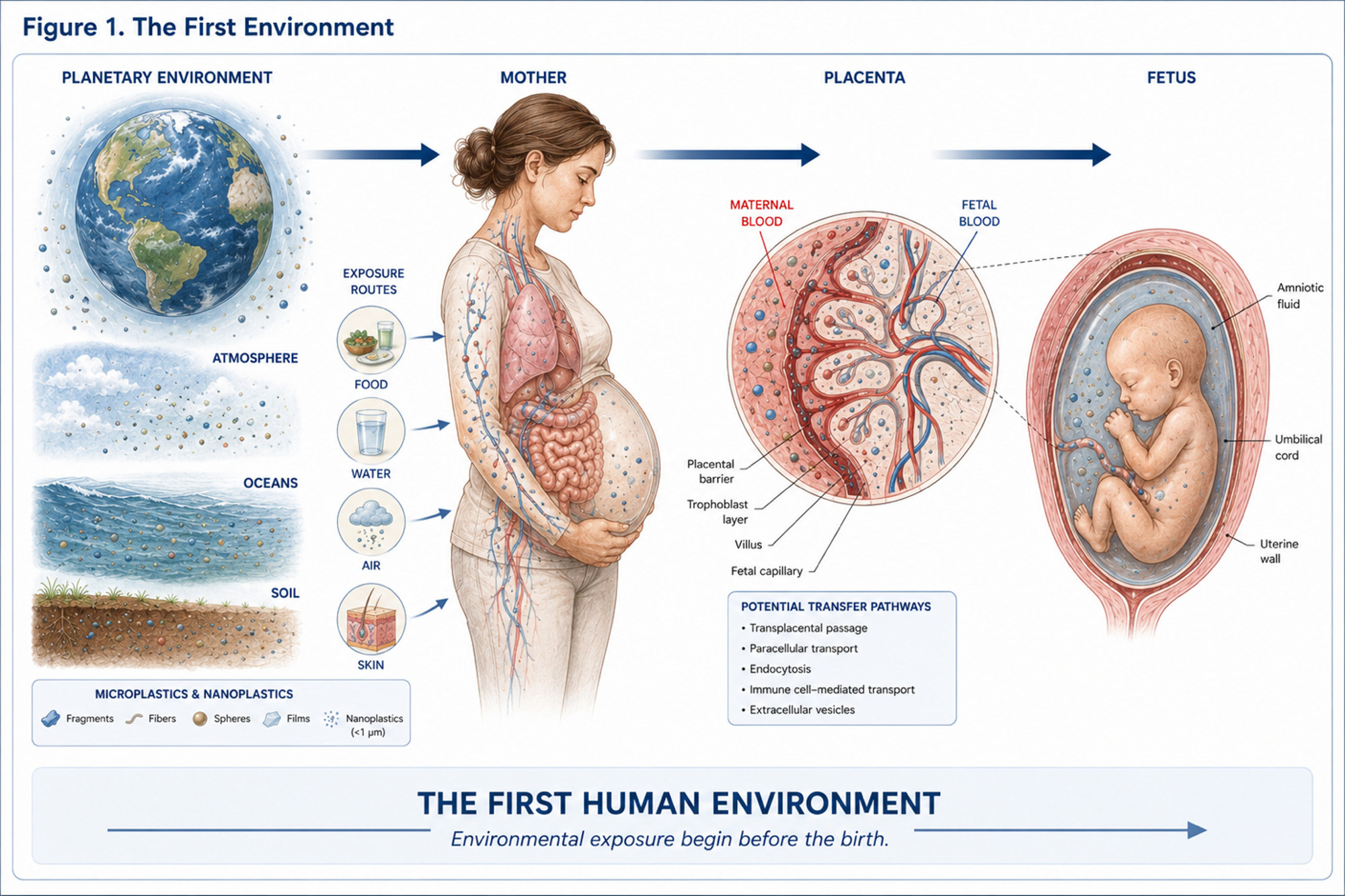 Conceptual illustration of the First Environment: the continuum linking planetary ecosystems, maternal exposure, the placenta and fetal development
