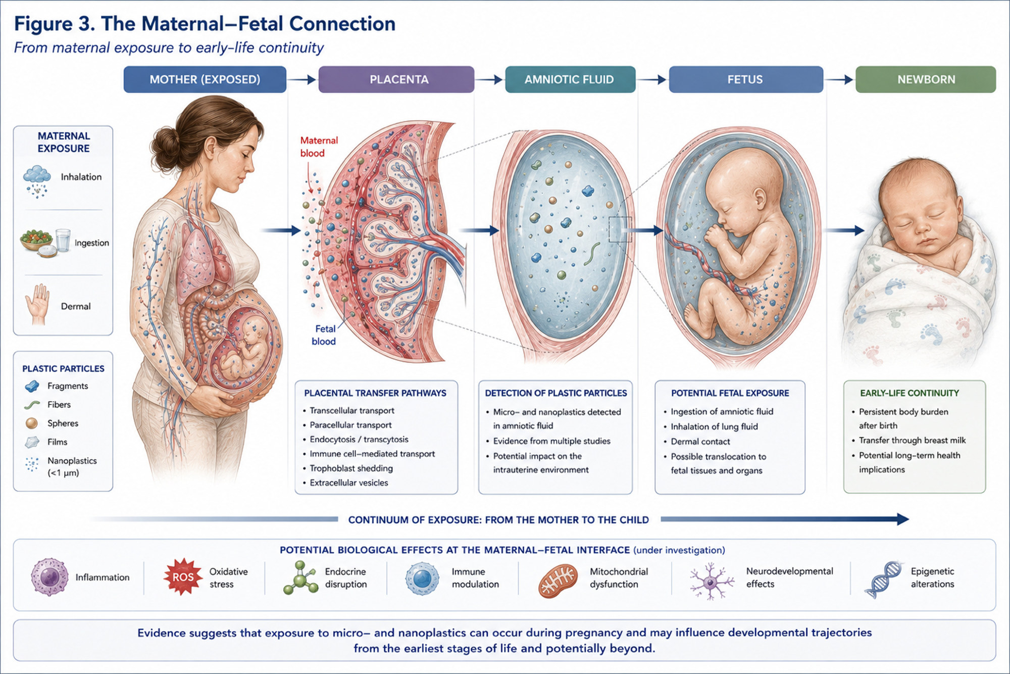 Illustration of the maternal-fetal connection through the placenta